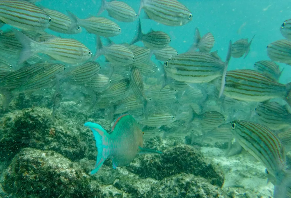 A photo Taken by Jacob Padilla. Location: Galapagos Islands